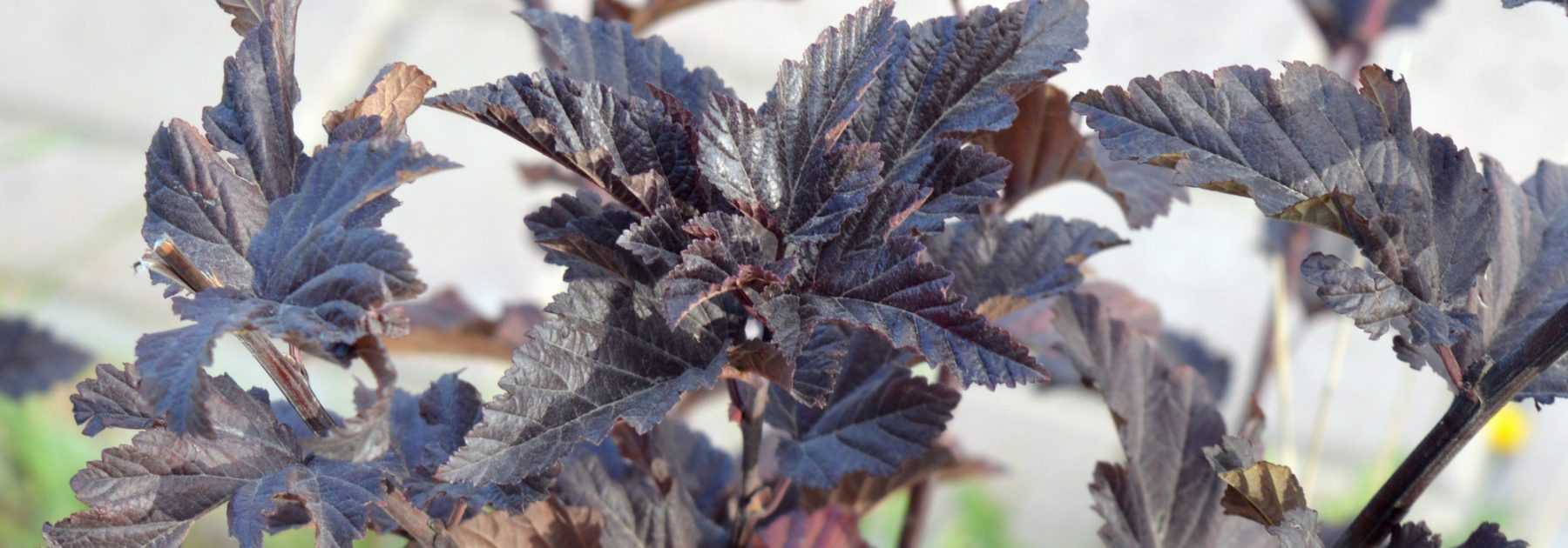 Physocarpus, Physocarpus with elder-like leaves: plant, prune and maintain