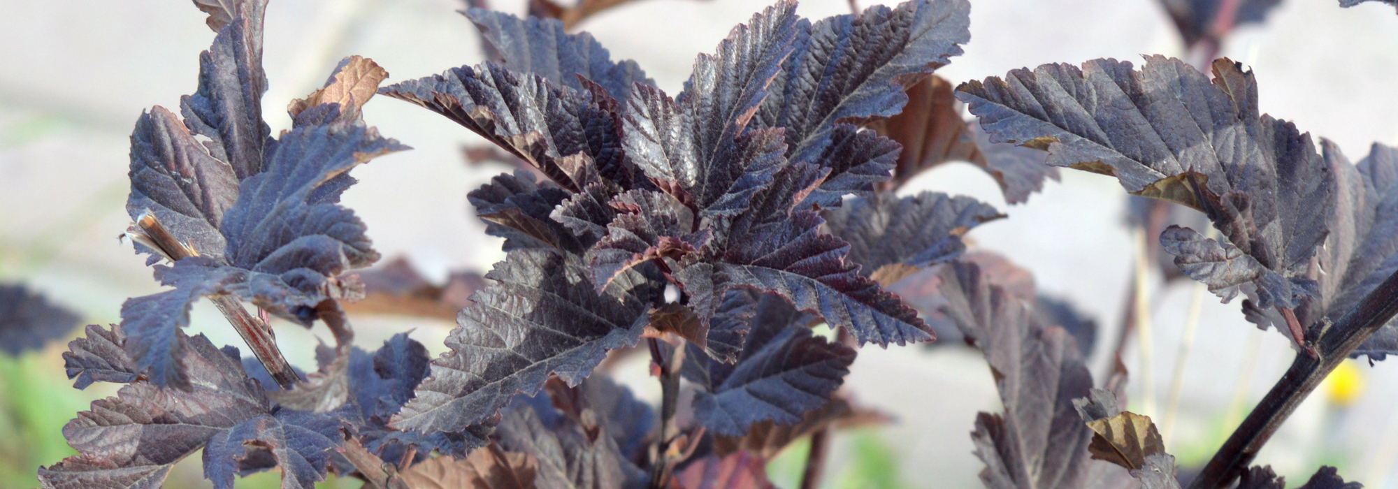 Physocarpus, Physocarpus with elder-like leaves: plant, prune and maintain