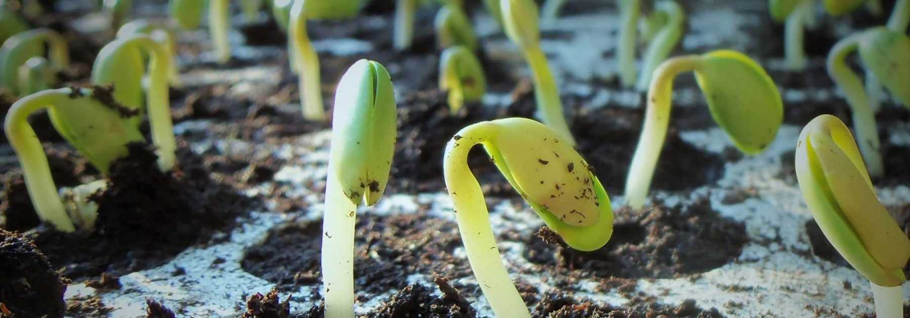 Sowing seeds: everything you need to know, our tips and tricks