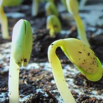 Sowing seeds: everything you need to know, our tips and tricks