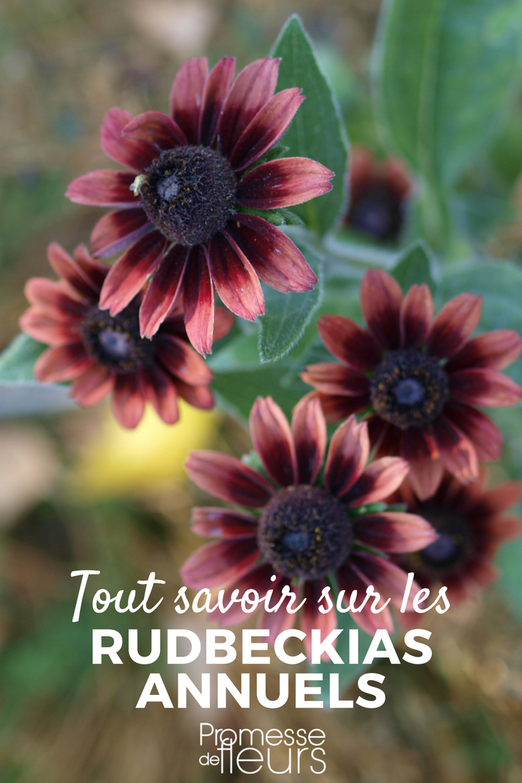 annual Rudbeckia