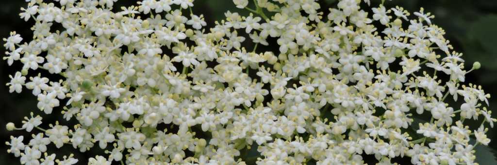 Elder: Planting, Growing, Pruning