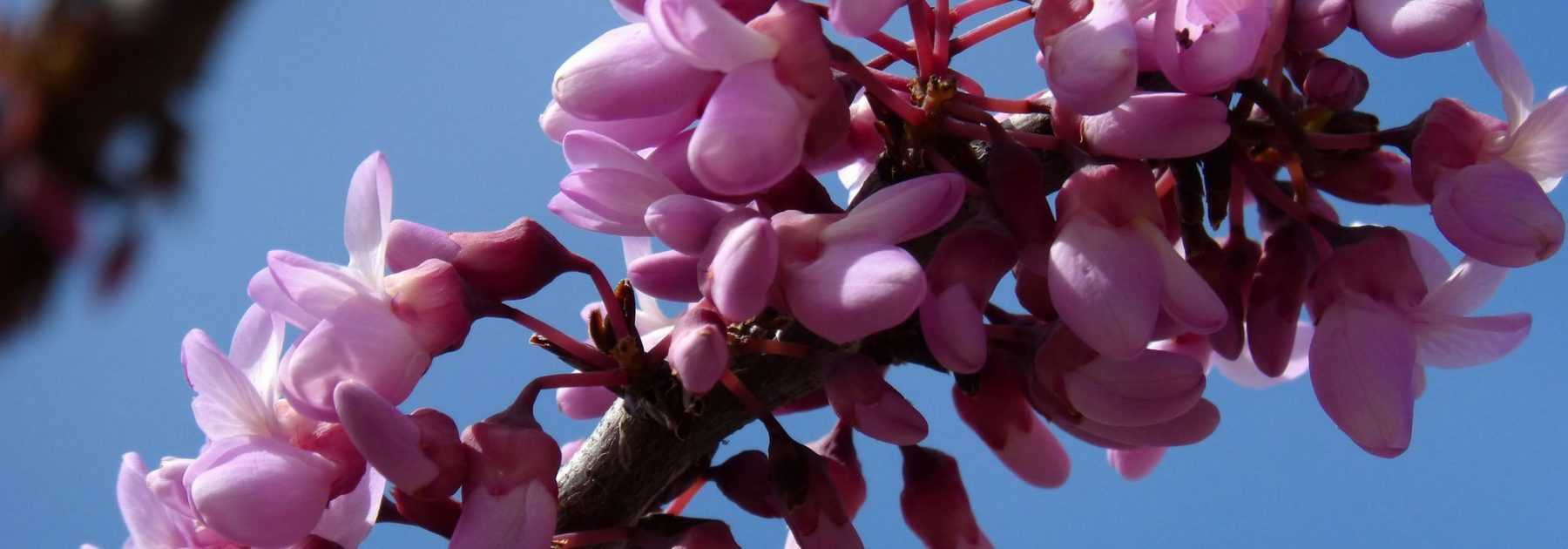 Judah tree, Cercis: plant, pruning and maintain