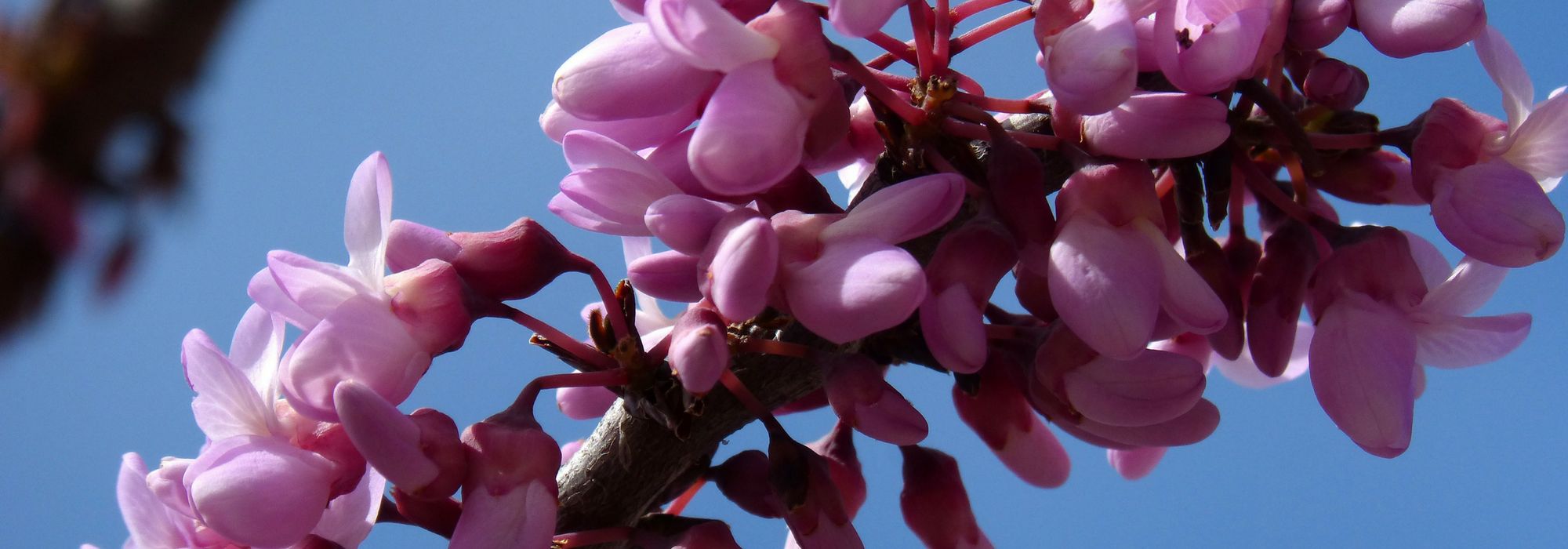 Judah tree, Cercis: plant, pruning and maintain