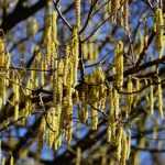 Hazel, *corylus*: plant, prune and maintain