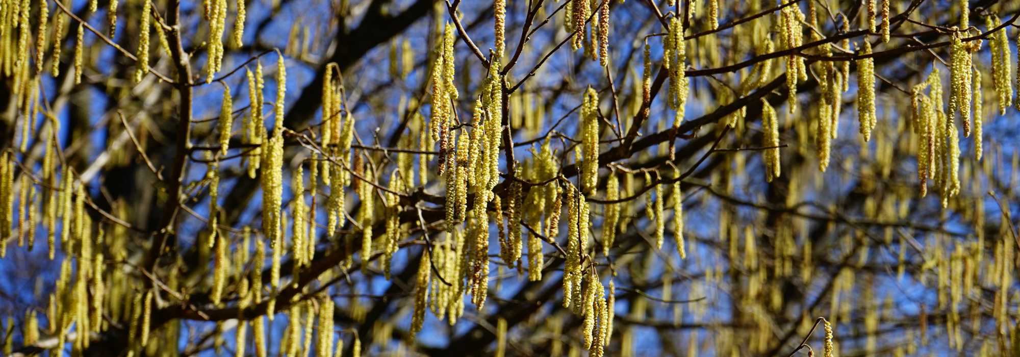 Hazel, *corylus*: plant, prune and maintain