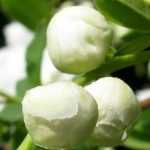 Exochorda, Pearl tree: to plant, to grow, to prune