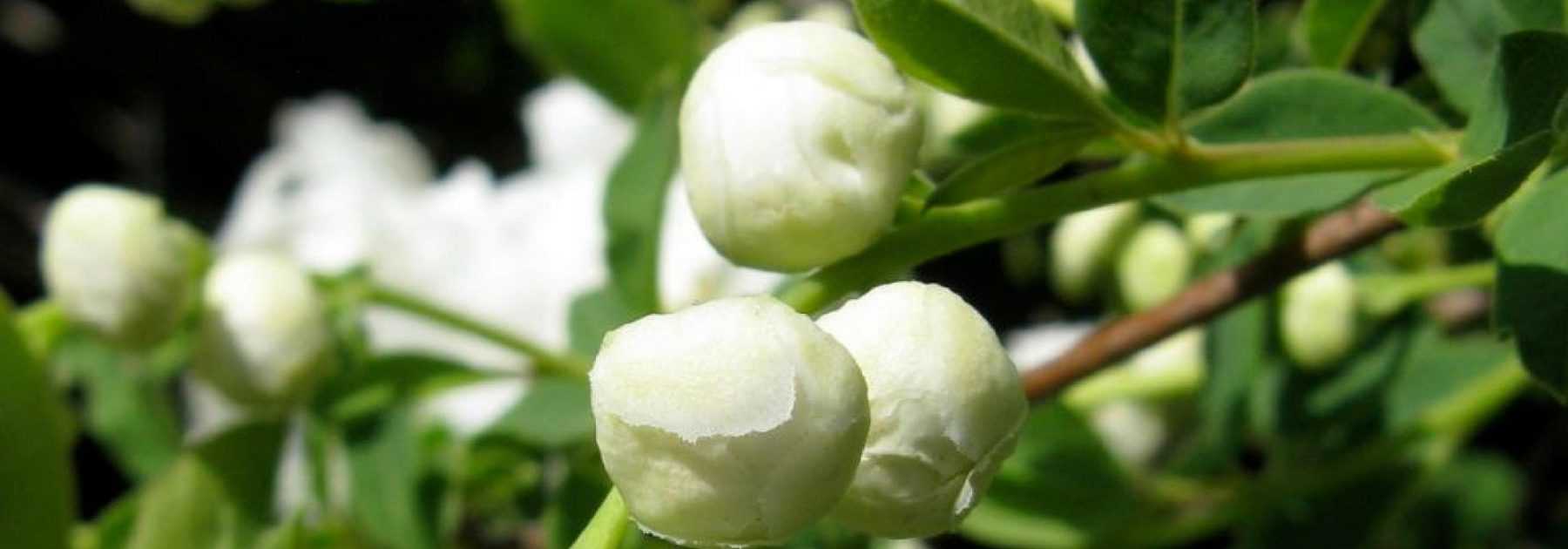 Exochorda, Pearl tree: to plant, to grow, to prune