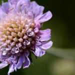 Knautia: planting, cultivation and maintenance