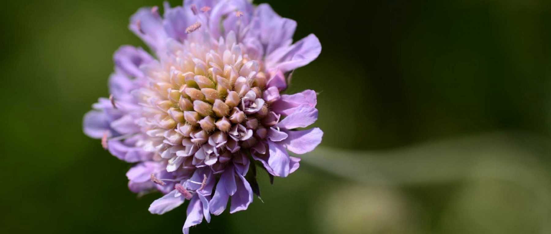 Knautia: planting, cultivation and maintenance