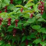 Leycesteria, pheasant tree: planting, pruning and maintaining