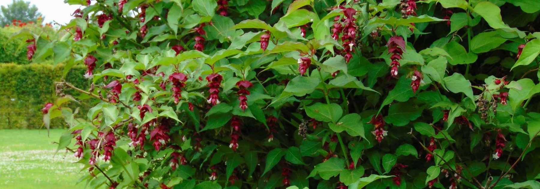 Leycesteria, pheasant tree: planting, pruning and maintaining