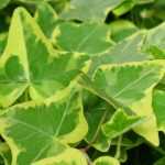 Ivy, *Hedera helix*: plant, to grow, pruning