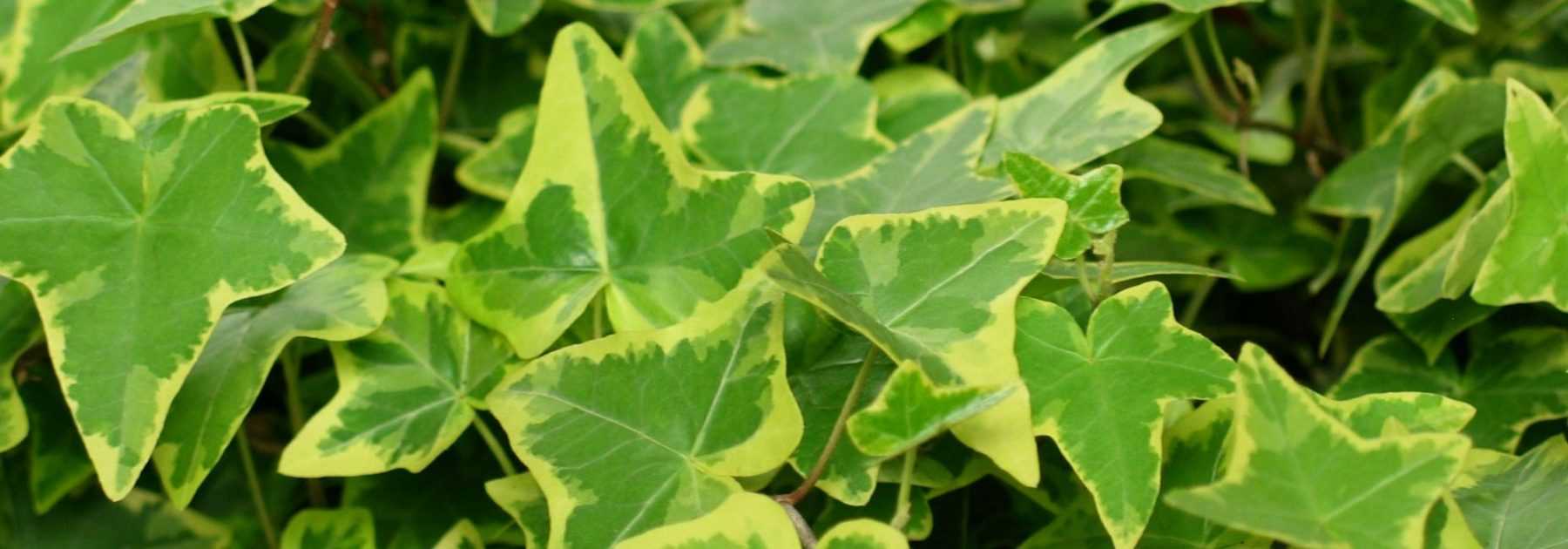 Ivy, *Hedera helix*: plant, to grow, pruning