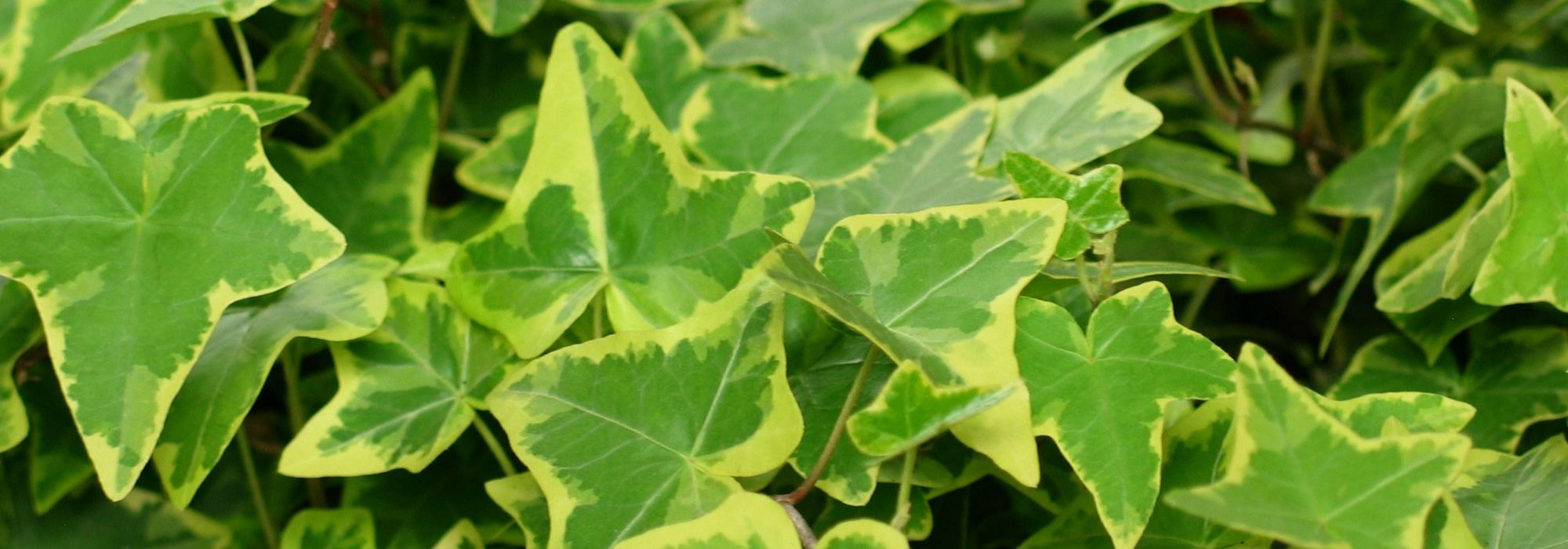 Ivy, *Hedera helix*: plant, to grow, pruning