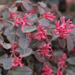 *Loropetalum*: planting, pruning and maintaining