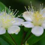 Myrtle, Myrtus : plant, pruning et maintain