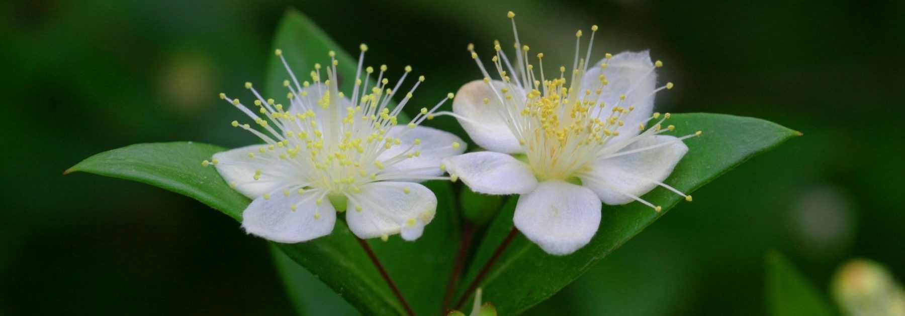 Myrtle, Myrtus : plant, pruning et maintain