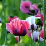 Poppies and annual poppies: sowing, to grow and maintaining