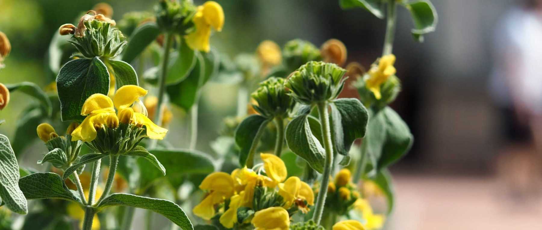 *Phlomis*, Jerusalem sage: planting, cultivation and maintenance
