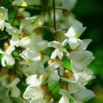 Robinier, faux acacia : plant, prune and maintain