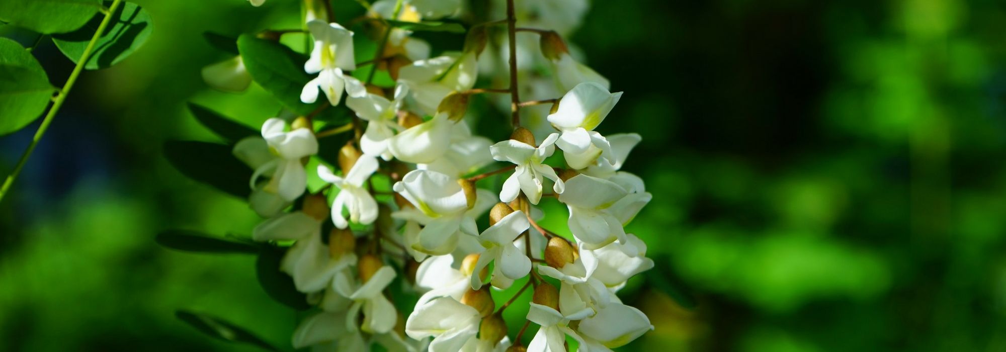 Robinier, faux acacia : plant, prune and maintain