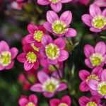 Saxifrages: planting, cultivation and maintenance