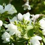 Mock orange, *Philadelphus*: planting, pruning, cutting