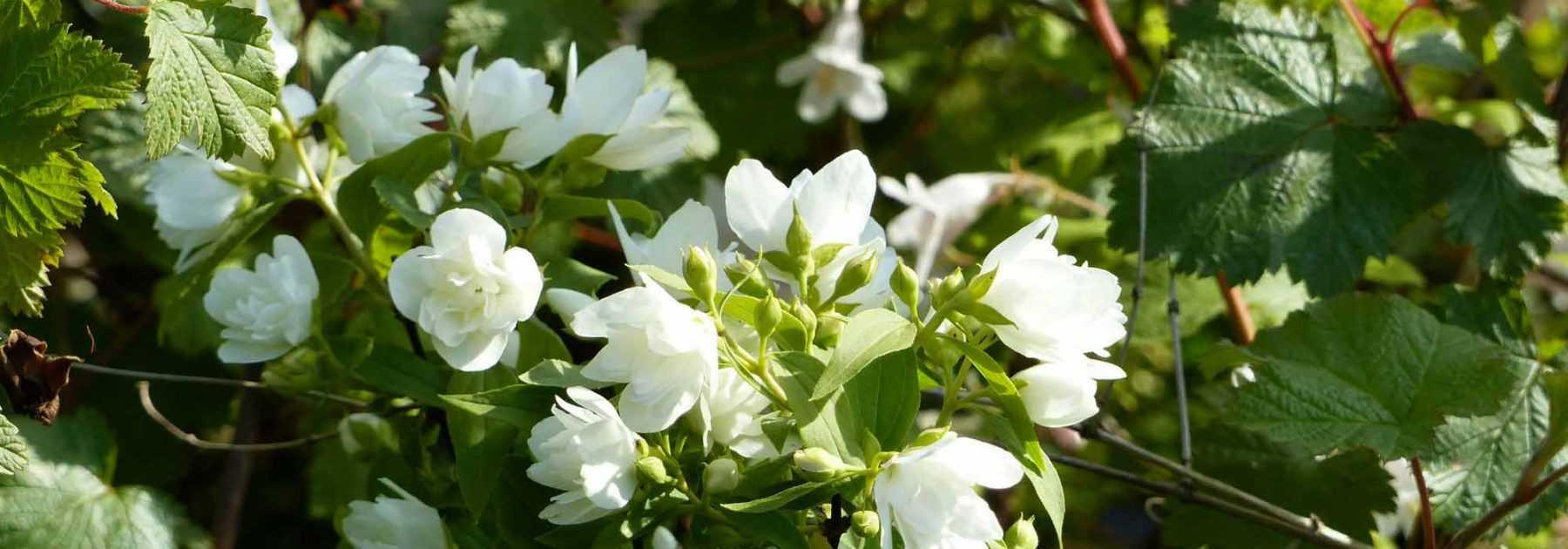Mock orange, *Philadelphus*: planting, pruning, cutting