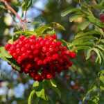 Sorbs, *sorbus*: plant, prune and maintain