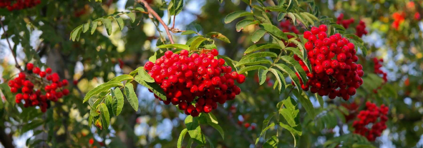 Sorbs, *sorbus*: plant, prune and maintain