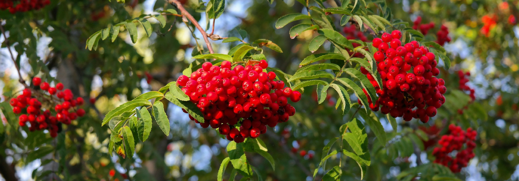 Sorbs, *sorbus*: plant, prune and maintain