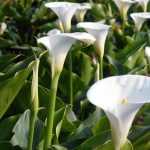 Arums: to plant, to grow and to maintain