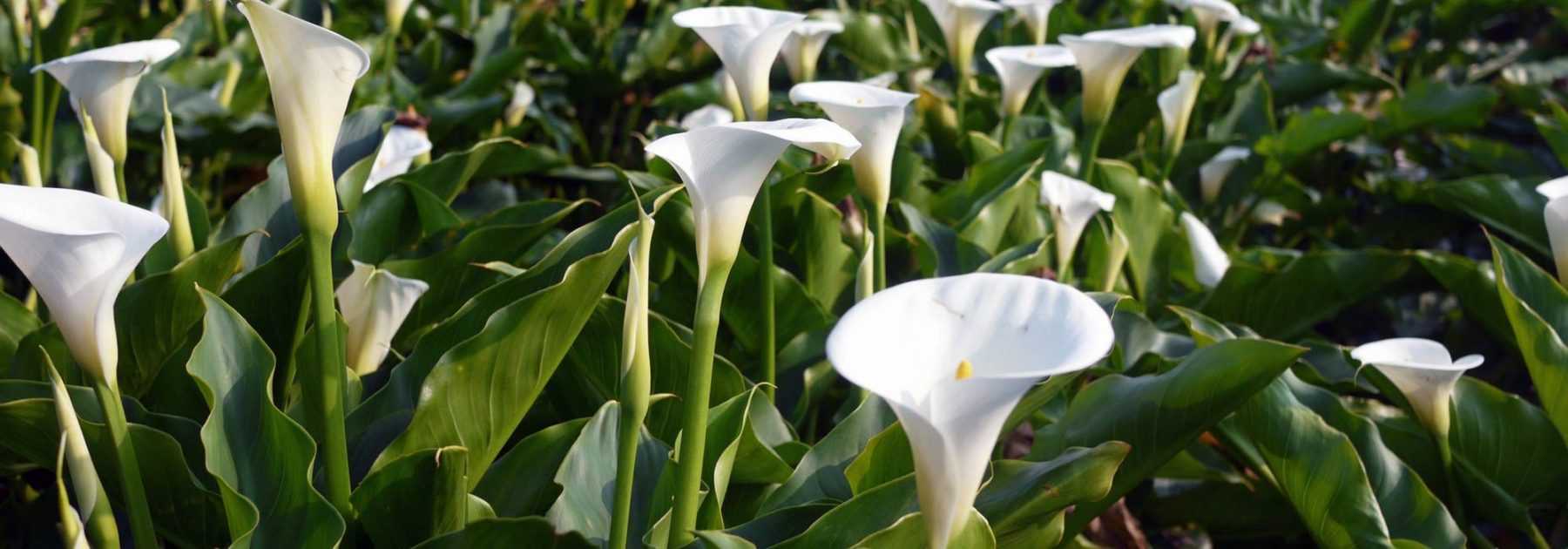 Arums: to plant, to grow and to maintain