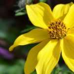 Bidens: planting, cultivation, maintenance