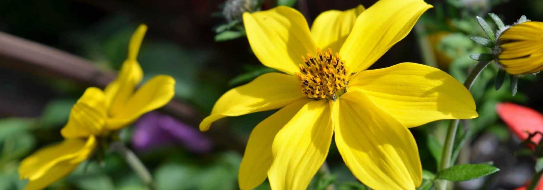 Bidens: planting, cultivation, maintenance
