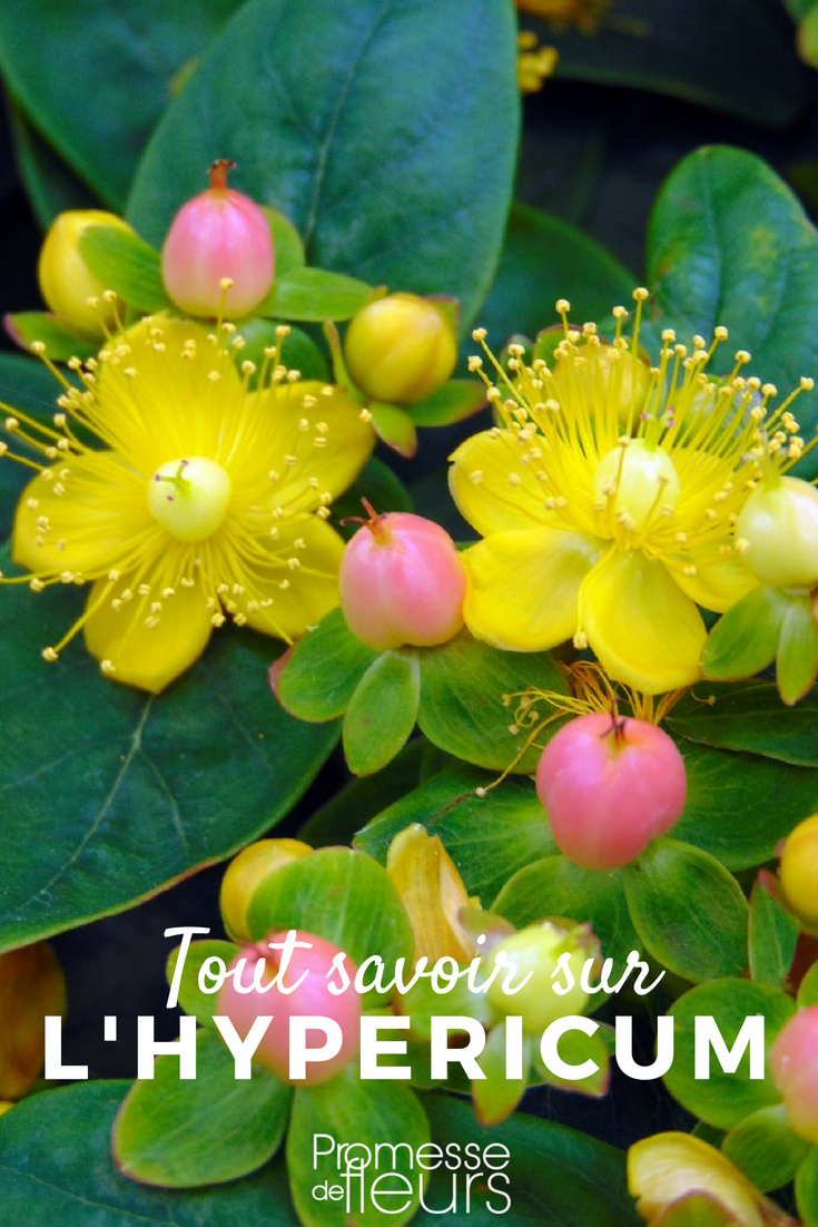 hypericum - St John's Wort