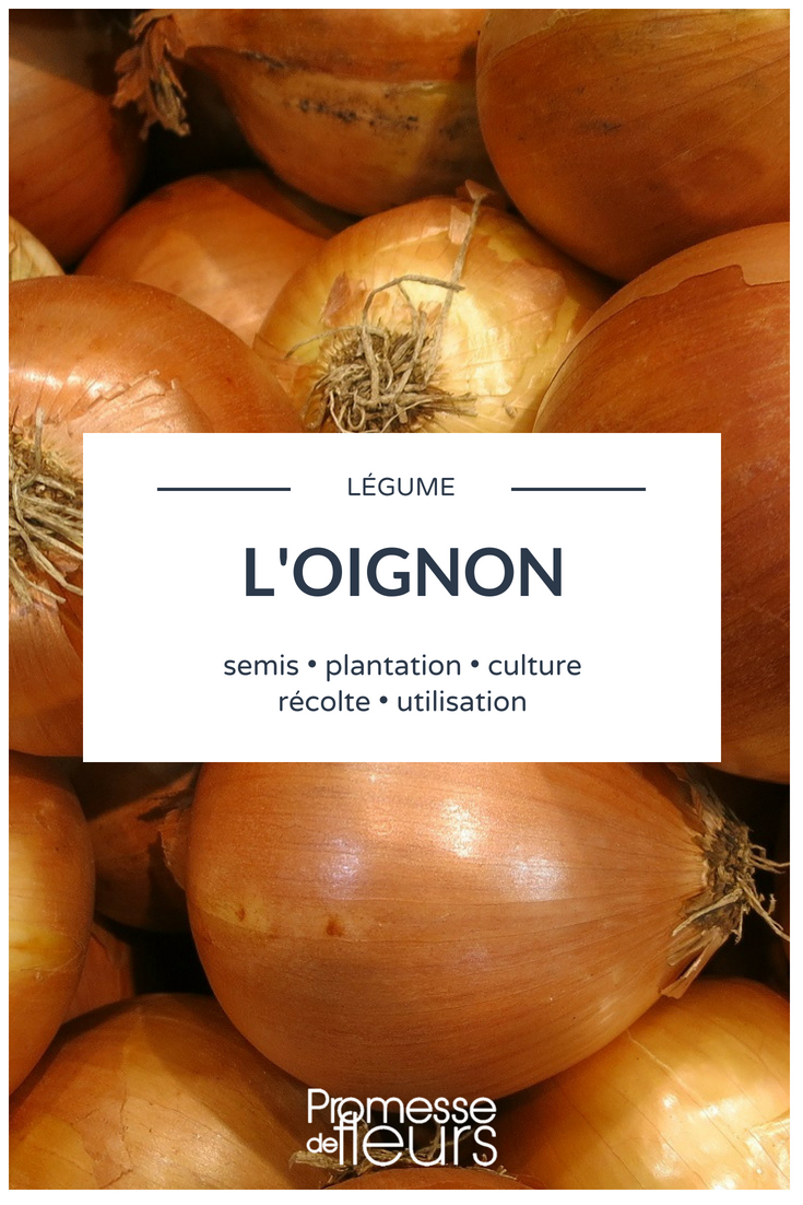Onion: Planting, Sowing, and Cultivating in the Vegetable Garden