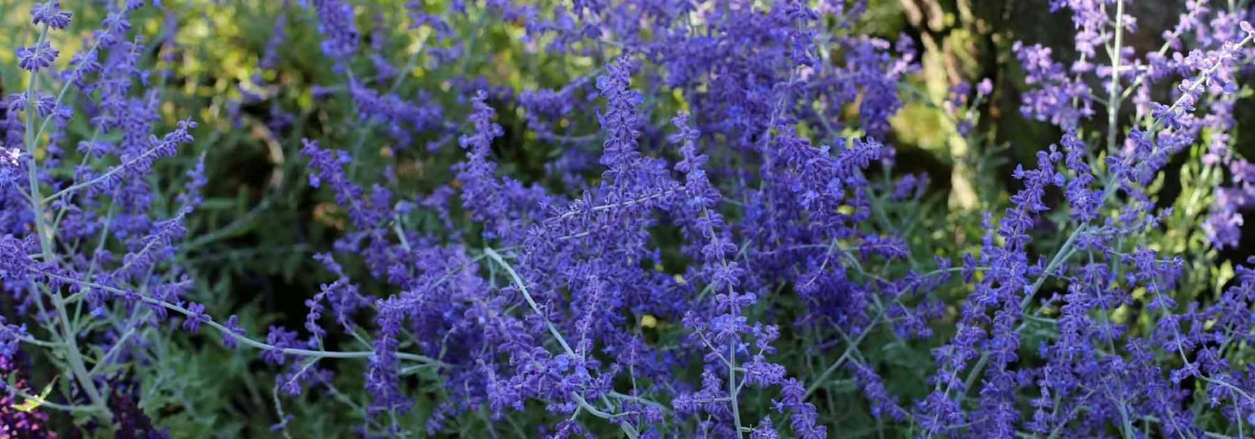 Perovskia, Afghan sage: planting, pruning and maintenance