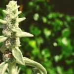 Bear's ear, *Stachys*: planting, cultivation and maintenance