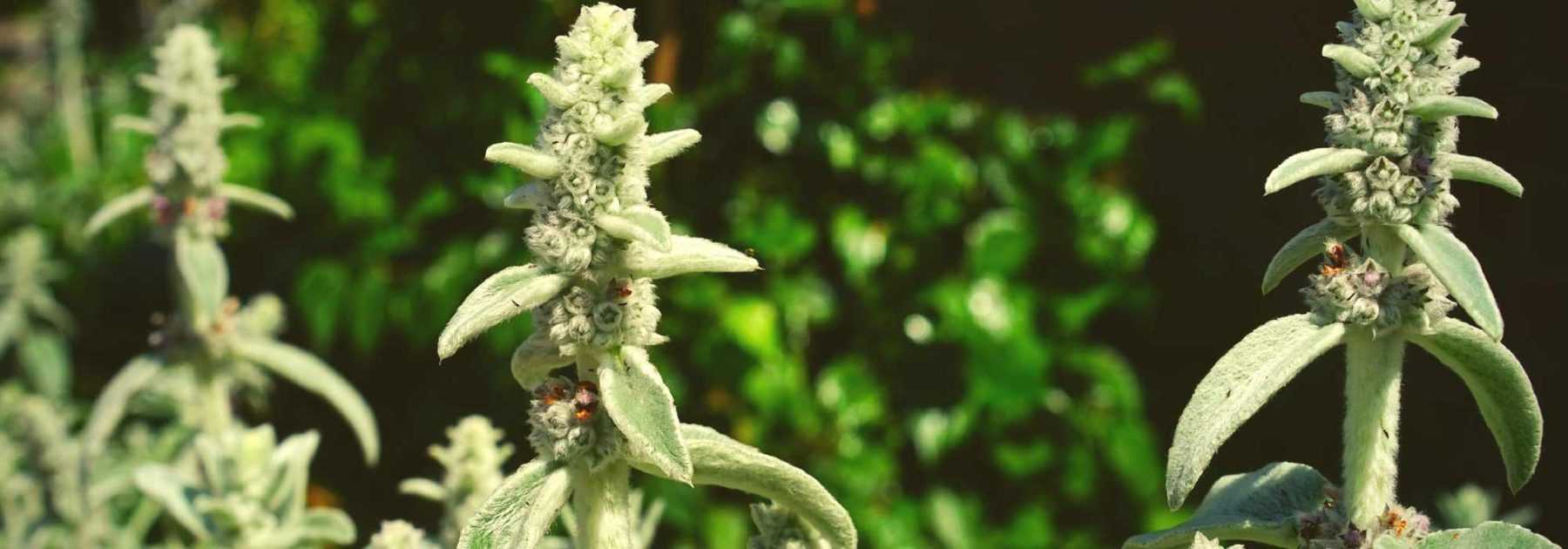 Bear's ear, *Stachys*: planting, cultivation and maintenance