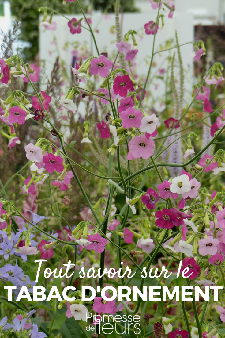 Ornamental Tobacco Nicotiana Ornamental tobacco is an annual plant with lovely tubular flowers. Here are our tips and secrets for successful sowing, planting, and maintenance in the garden or in pots, on the terrace or balcony!