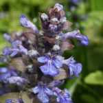 Ajuga : to grow, to grow, to maintain