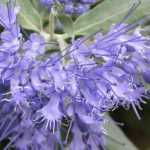Caryopteris, blue spirea: planting, pruning, maintaining