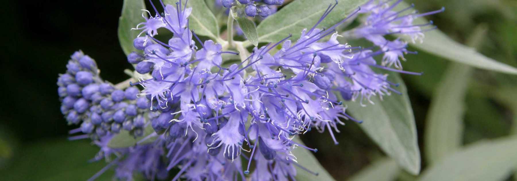 Caryopteris, blue spirea: planting, pruning, maintaining