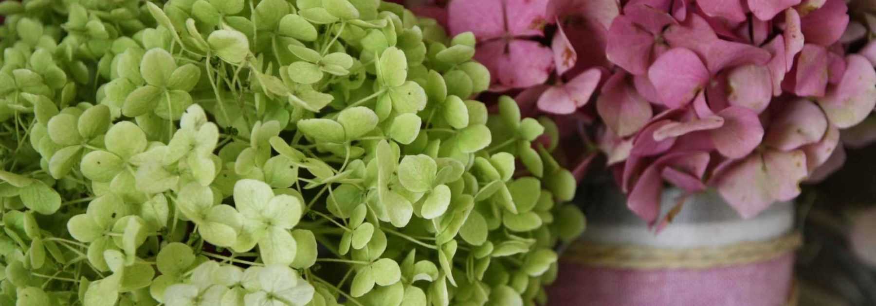 How to dry hydrangea flowers - Tutorial