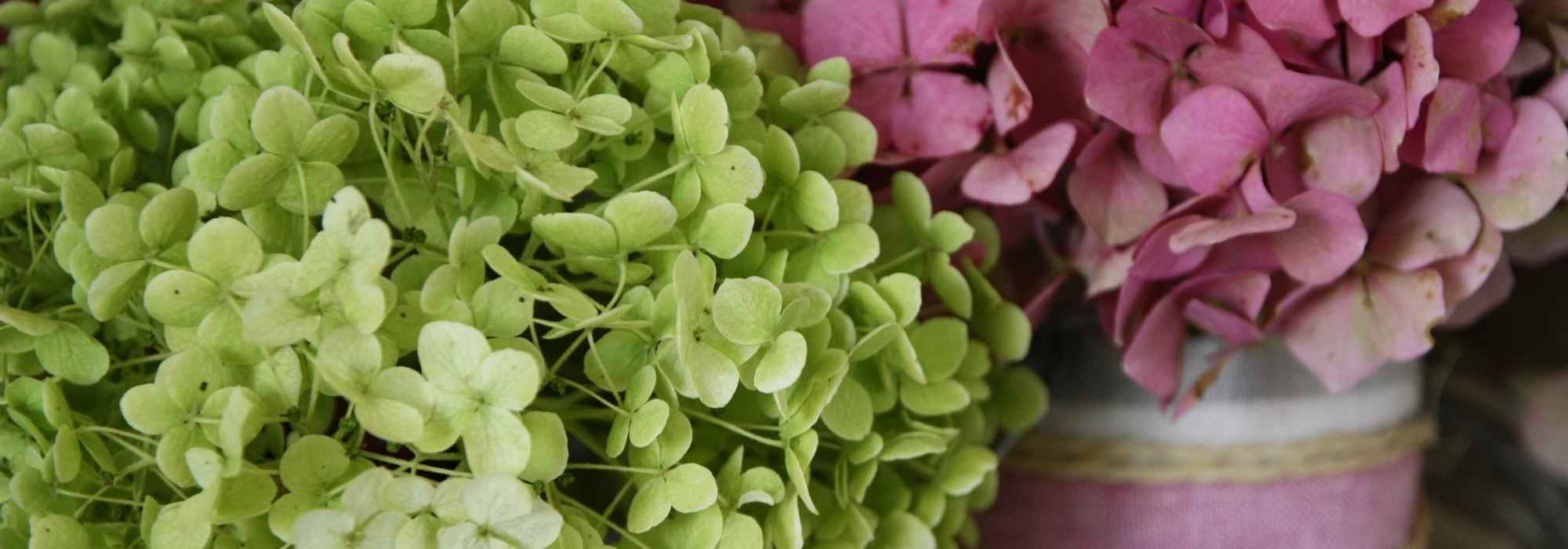 How to dry hydrangea flowers - Tutorial