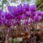 Cyclamen: Planting, Growing and Caring