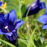 Gentian: planting, cultivation and maintenance