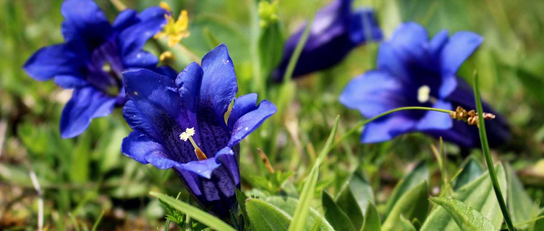 Gentian: planting, cultivation and maintenance